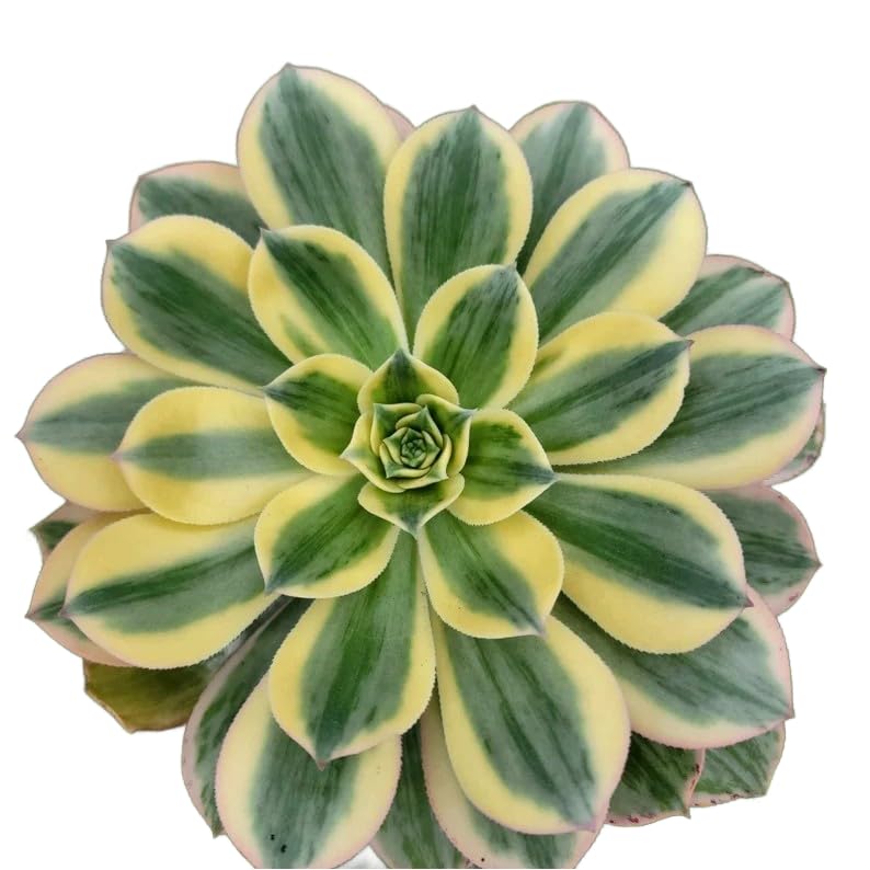 Live Succulent 4" Othonna Capensis Ruby Necklace, Succulents Plants Live, Succulent Plants Fully Rooted