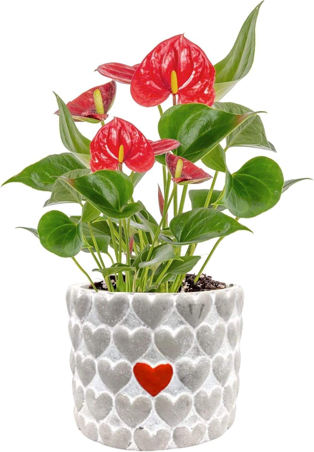 Costa Farms Anthurium Plant, Live Indoor Houseplant with Red Flowers, Easy Grow Flowering House Plant in Cute Décor Pot, Birthday, Housewarming, Get Well Soon, Home, Room, Office Décor, 12-Inches Tall