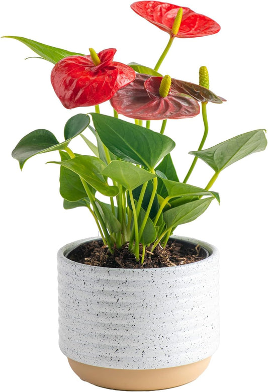 Costa Farms Anthurium Plant, Live Indoor Houseplant with Red Flowers, Easy Grow Flowering House Plant in Cute Décor Pot, Birthday, Housewarming, Get Well Soon, Home, Room, Office Décor, 12-Inches Tall