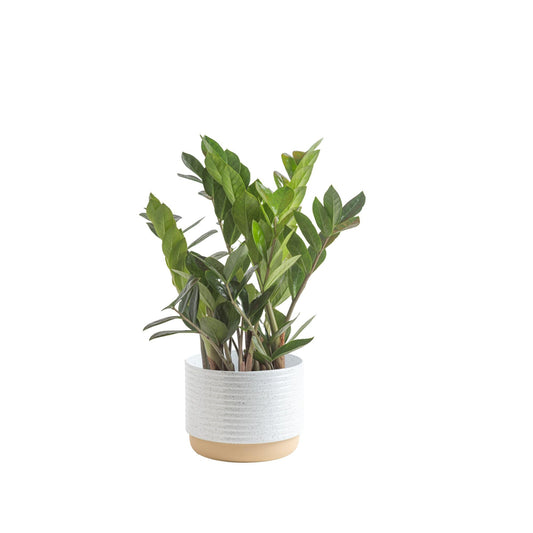Costa Farms ZZ Plant, Live Indoor Houseplant in Modern Decor Planter, Natural Air Purifier in Potting Soil, Gift for Plant Lovers, Birthday Gift, Tabletop Living Room Decor, Desk Decor, 22-Inches Tall