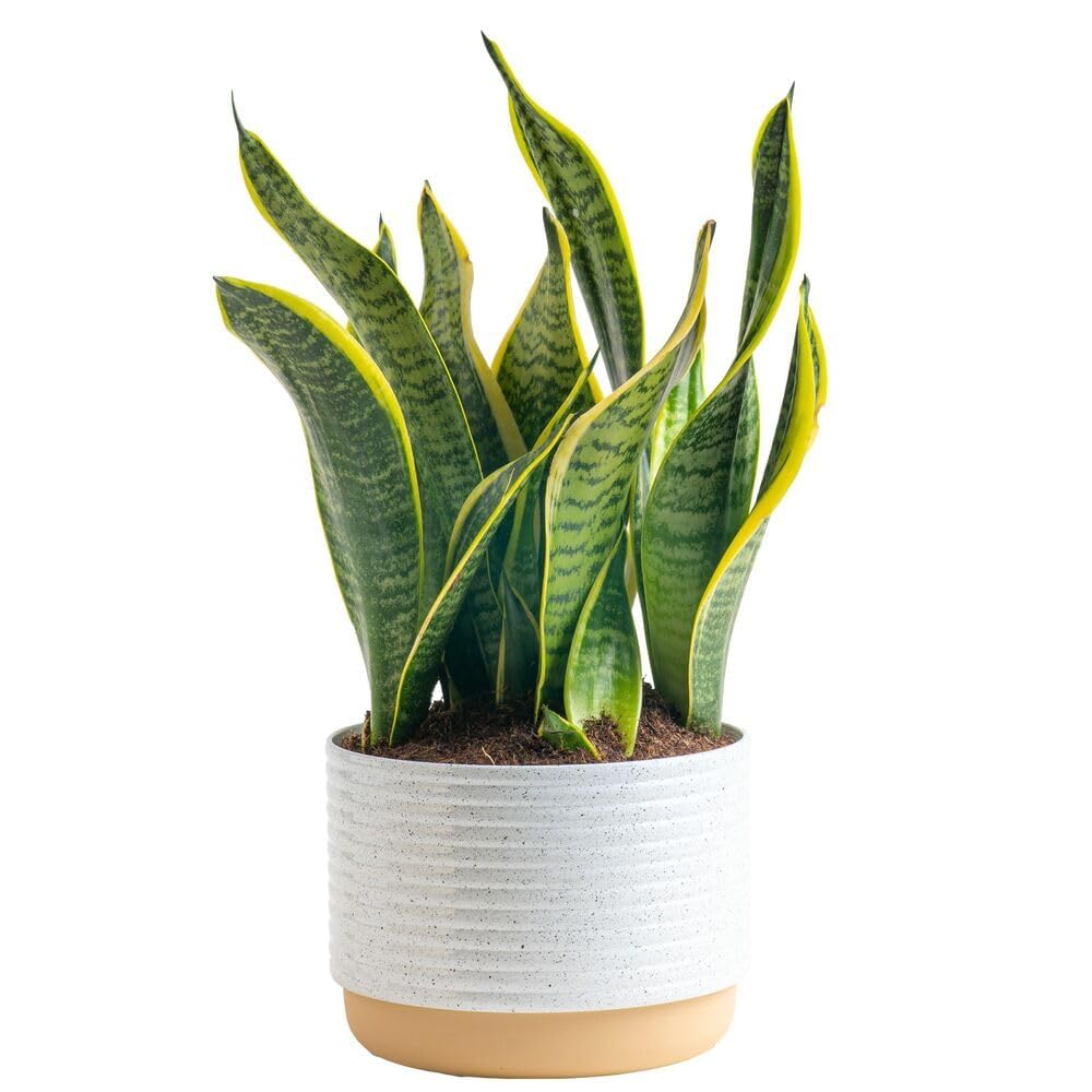 Costa Farms Premium Live Indoor Snake Sansevieria Floor Plant Shipped in Décor Planter, 2-Feet Tall, Grower's Choice, Green, Yellow