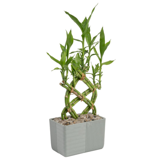 Costa Farms Lucky Bamboo Plant, Easy to Grow Live Houseplant in Indoor Bamboo Pot, Potting Mix, Grower's Choice 12-Inches Tall