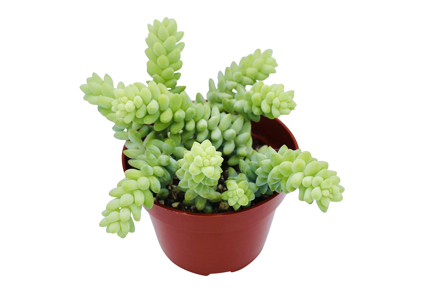 Live Succulent 4" Othonna Capensis Ruby Necklace, Succulents Plants Live, Succulent Plants Fully Rooted