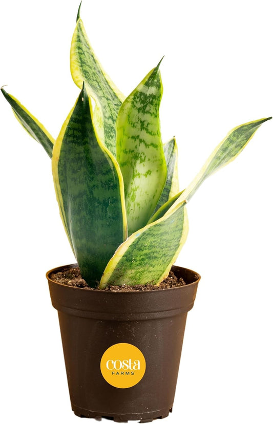 Costa Farms Premium Live Indoor Snake Sansevieria Floor Plant Shipped in Décor Planter, 2-Feet Tall, Grower's Choice, Green, Yellow