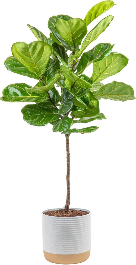 Costa Farms Fiddle Leaf Fig Tree, Ficus Lyrata Live Indoor Plant Potted in Indoor Garden Plant Pot, Potting Soil, Floor Houseplant 3-4 Feet Tall