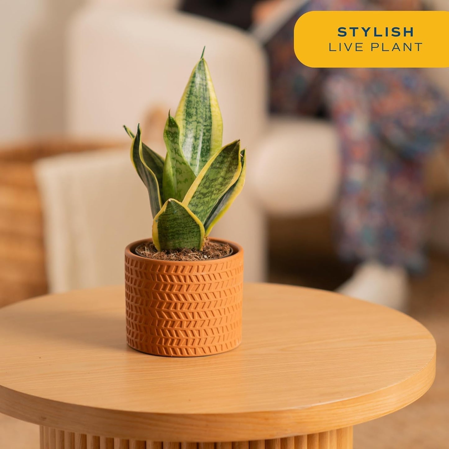 Costa Farms Premium Live Indoor Snake Sansevieria Floor Plant Shipped in Décor Planter, 2-Feet Tall, Grower's Choice, Green, Yellow
