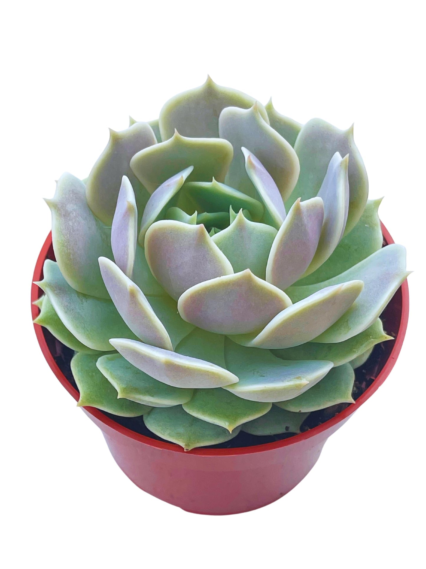 Live Succulent 4" Othonna Capensis Ruby Necklace, Succulents Plants Live, Succulent Plants Fully Rooted