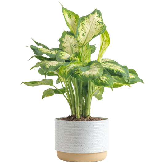Costa Farms Dieffenbachia Live Plant Indoor, Easy Grow Light and Watering Houseplant, Potted in Indoors Garden Decor Plant Pot, Soil, Grower's Choice, Home and Office Plants Decor, 1 Foot Tall