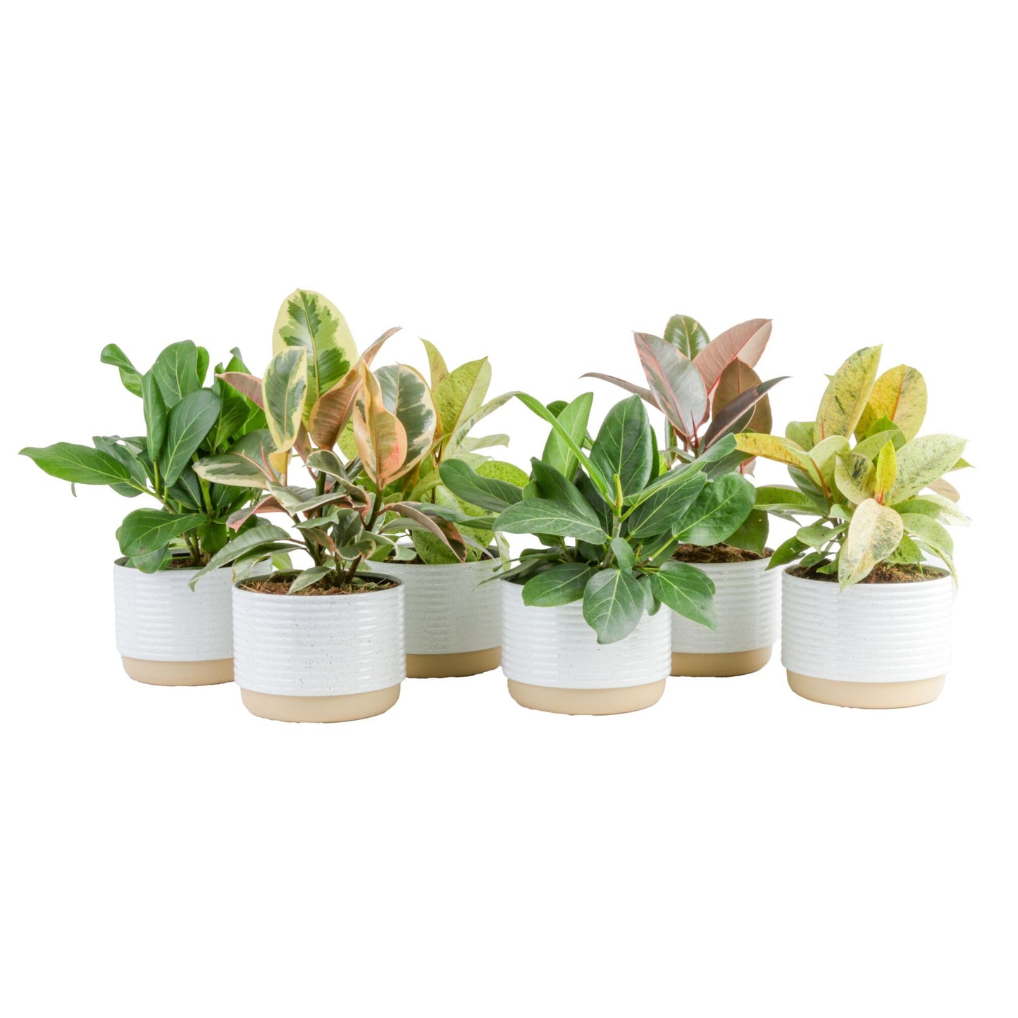Costa Farms Little Fiddle Leaf Fig, Live Indoor Ficus Lyrata Plant in Indoors Garden Plant Pot, Houseplant in Potting Soil, Housewarming, Birthday Gift, Office, Home, and Room Decor, 1 Foot Tall