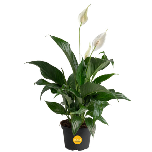 Costa Farms Premium Live Indoor Peace Lily Spathiphyllum, Marble Ceramic Decorator Pot 15-Inches Tall, Shipped Fresh from Our Farm