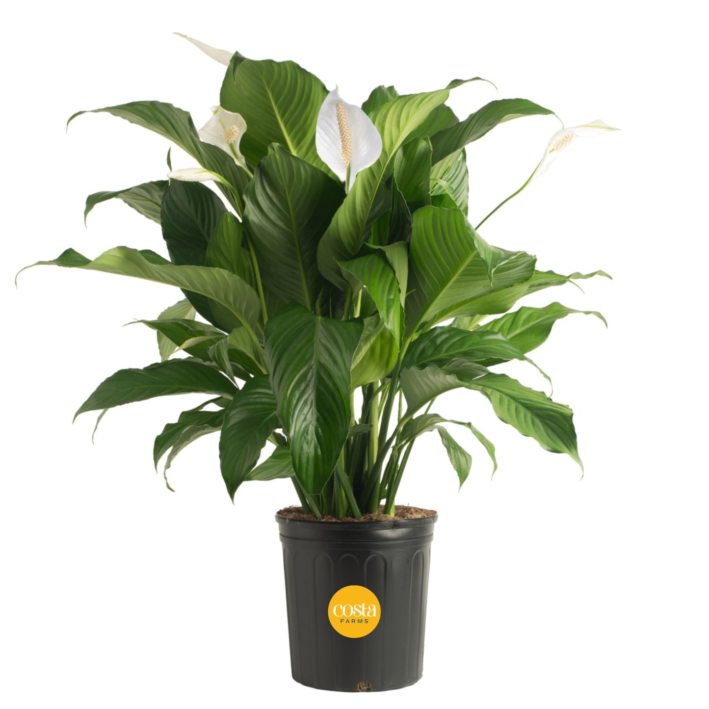 Costa Farms Premium Live Indoor Peace Lily Spathiphyllum, Marble Ceramic Decorator Pot 15-Inches Tall, Shipped Fresh from Our Farm