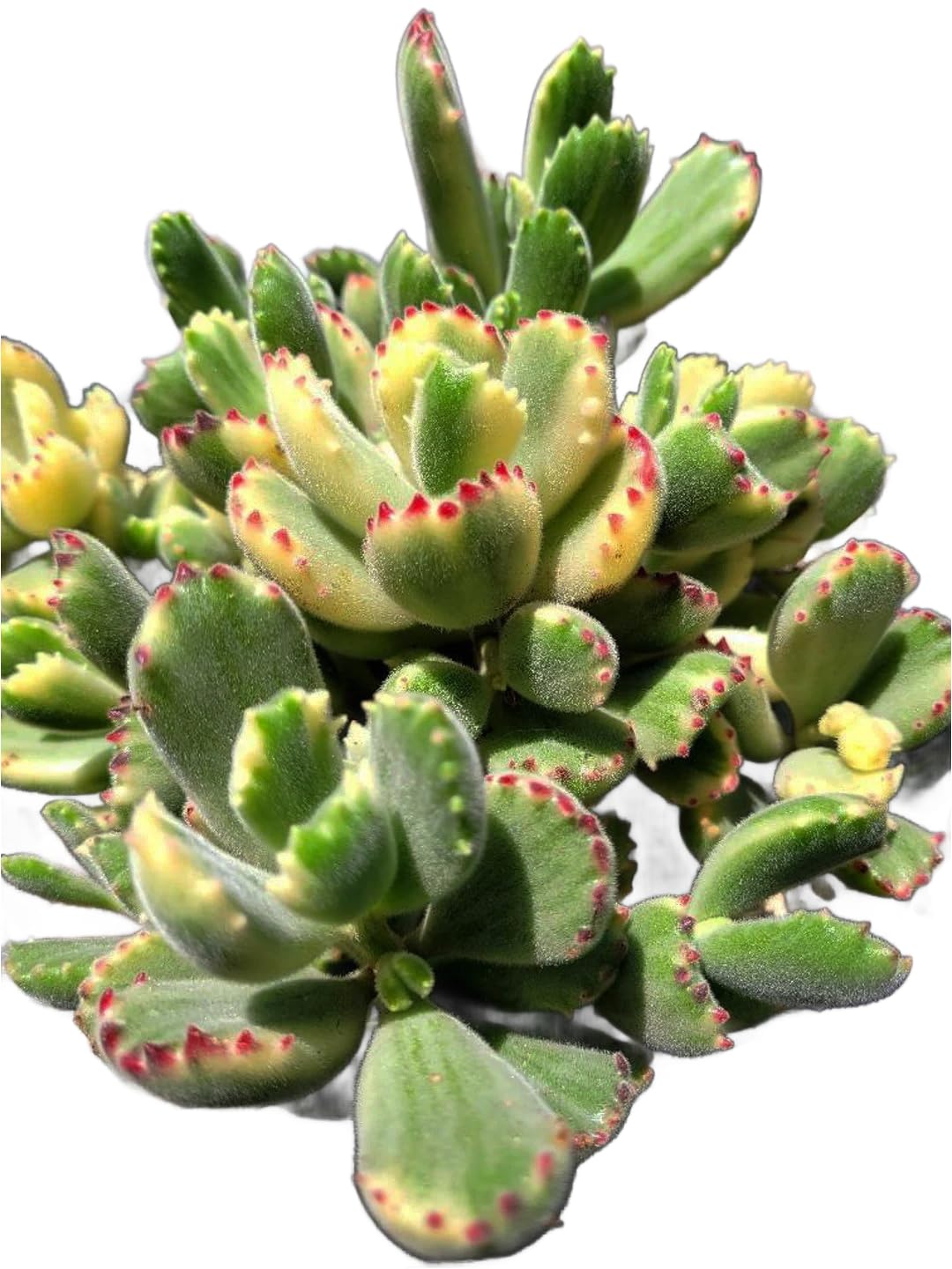 Live Succulent 4" Othonna Capensis Ruby Necklace, Succulents Plants Live, Succulent Plants Fully Rooted