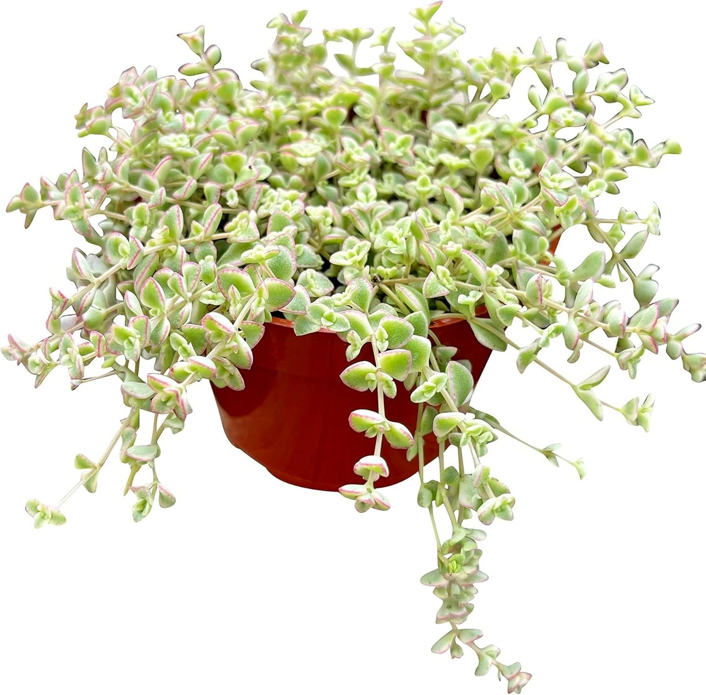 Live Succulent 4" Othonna Capensis Ruby Necklace, Succulents Plants Live, Succulent Plants Fully Rooted