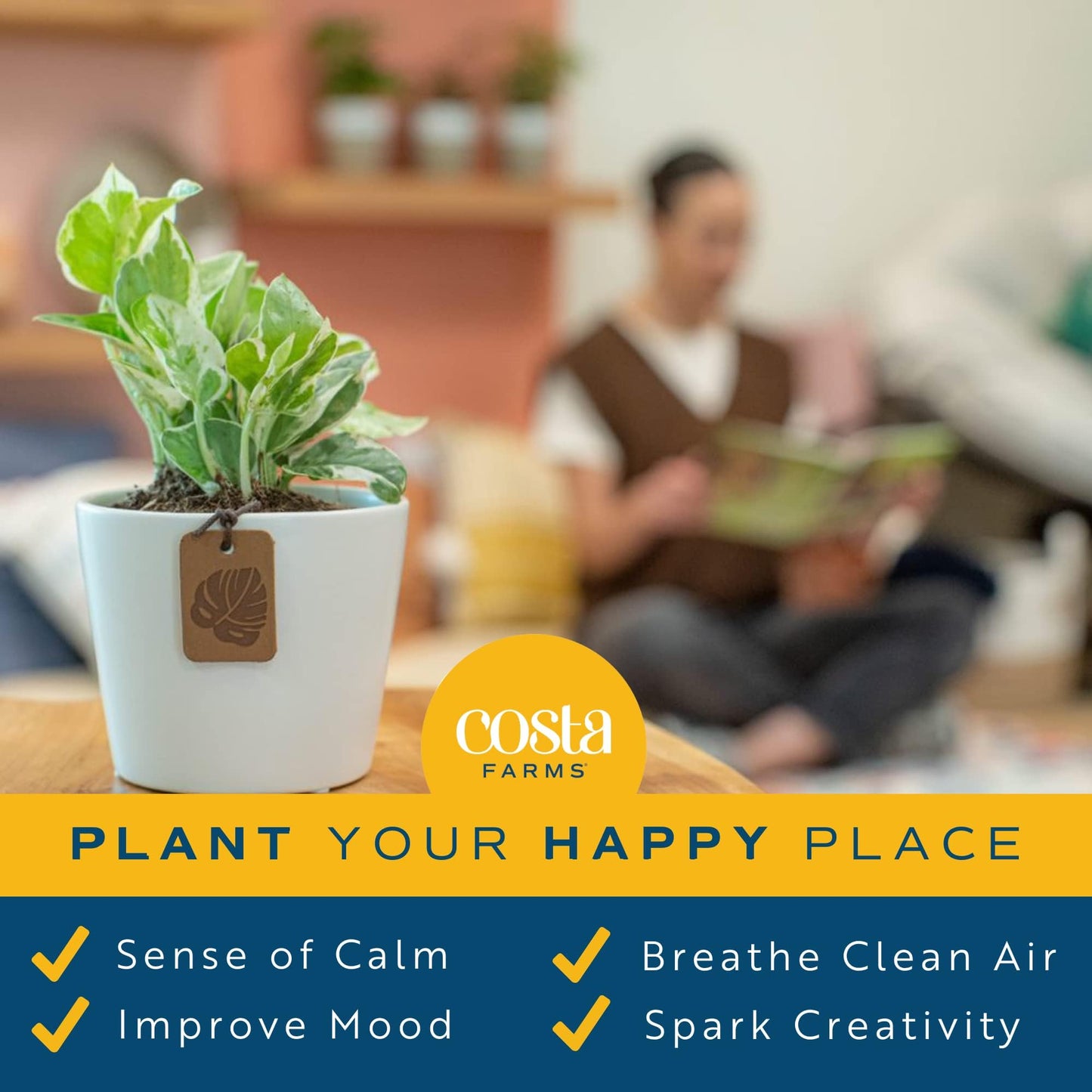 Costa Farms Live Plants (3 Pack), Easy to Grow Real Indoor Houseplants, Air Purifying Plants