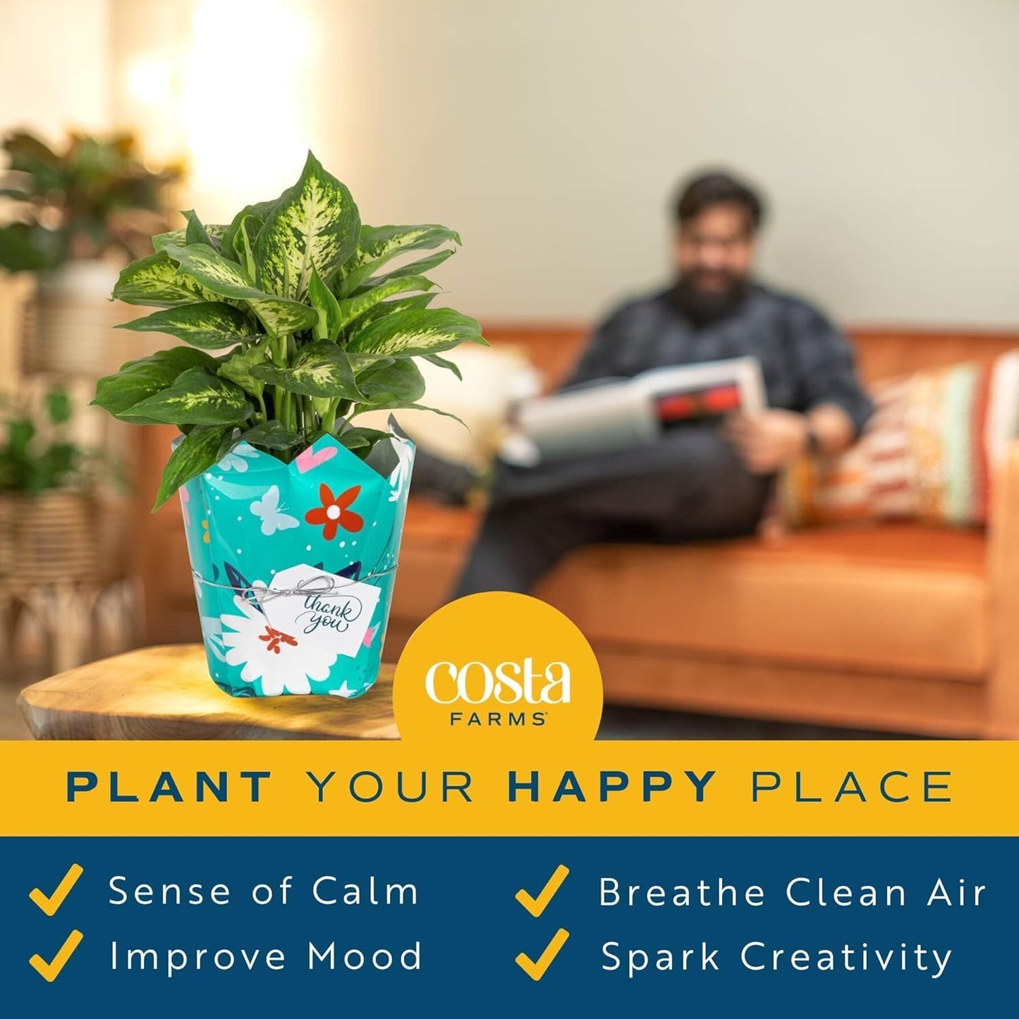 Costa Farms Dieffenbachia Live Plant Indoor, Easy Grow Light and Watering Houseplant, Potted in Indoors Garden Decor Plant Pot, Soil, Grower's Choice, Home and Office Plants Decor, 1 Foot Tall
