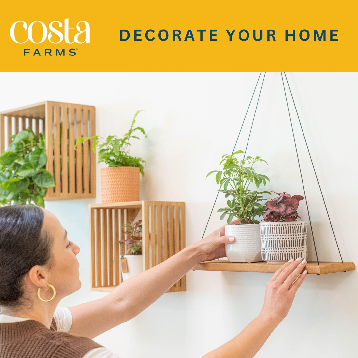 Costa Farms Live Plants (3 Pack), Easy to Grow Real Indoor Houseplants, Air Purifying Plants