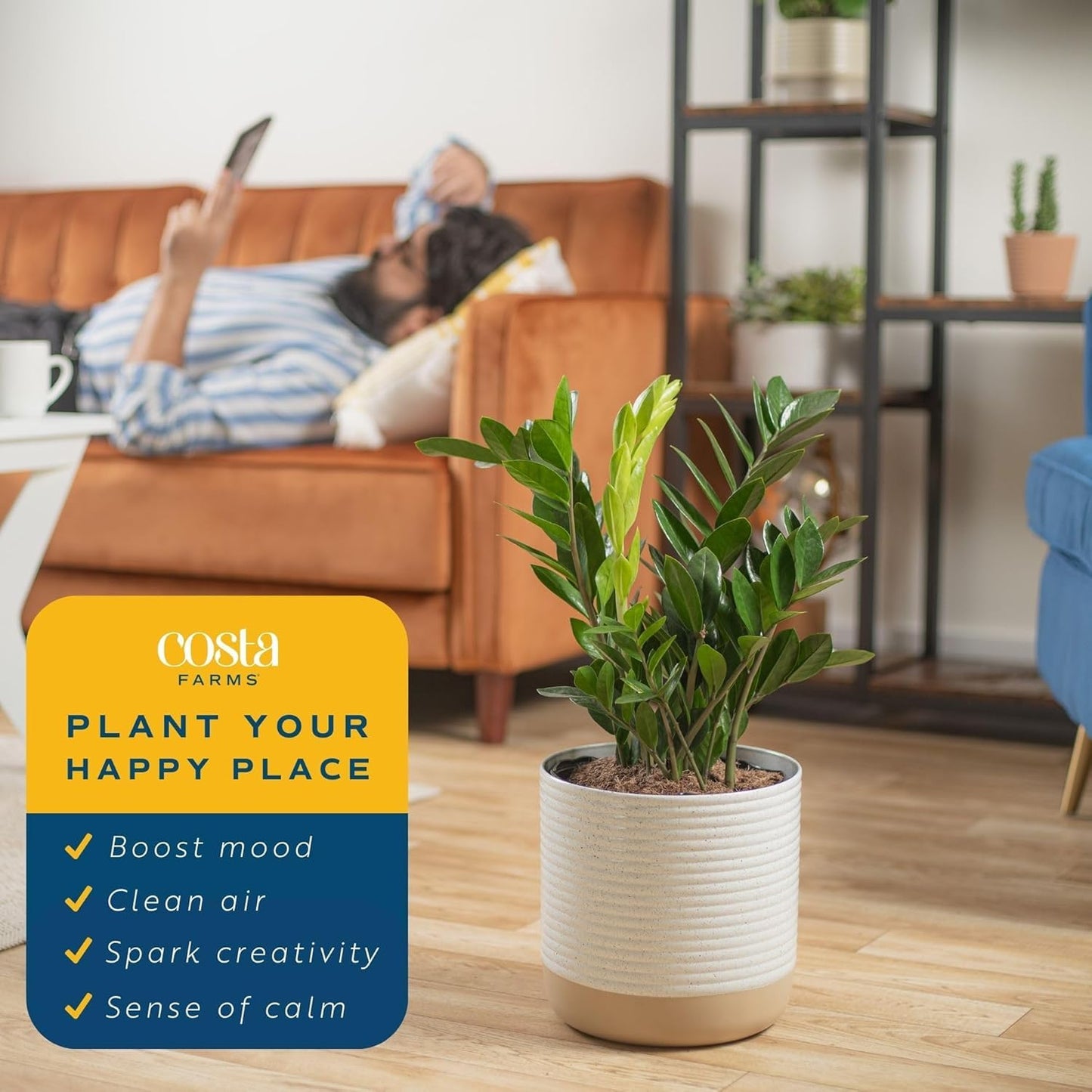 Costa Farms ZZ Plant, Live Indoor Houseplant in Modern Decor Planter, Natural Air Purifier in Potting Soil, Gift for Plant Lovers, Birthday Gift, Tabletop Living Room Decor, Desk Decor, 22-Inches Tall