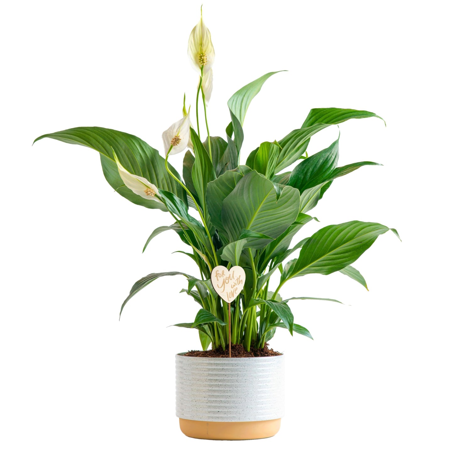 Costa Farms Premium Live Indoor Peace Lily Spathiphyllum, Marble Ceramic Decorator Pot 15-Inches Tall, Shipped Fresh from Our Farm