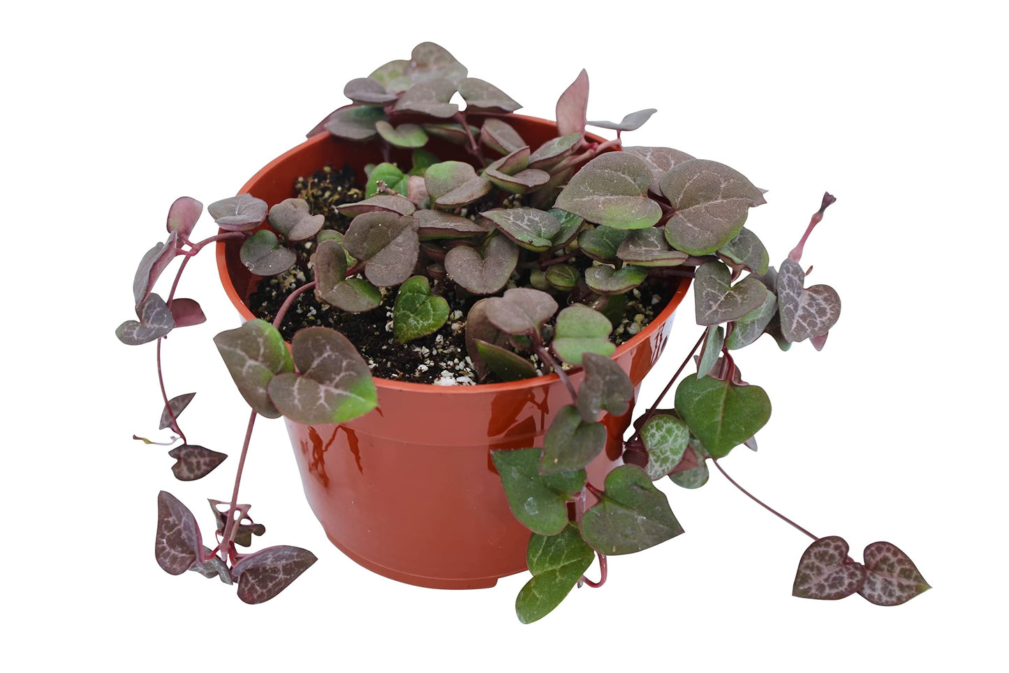 Live Succulent 4" Othonna Capensis Ruby Necklace, Succulents Plants Live, Succulent Plants Fully Rooted