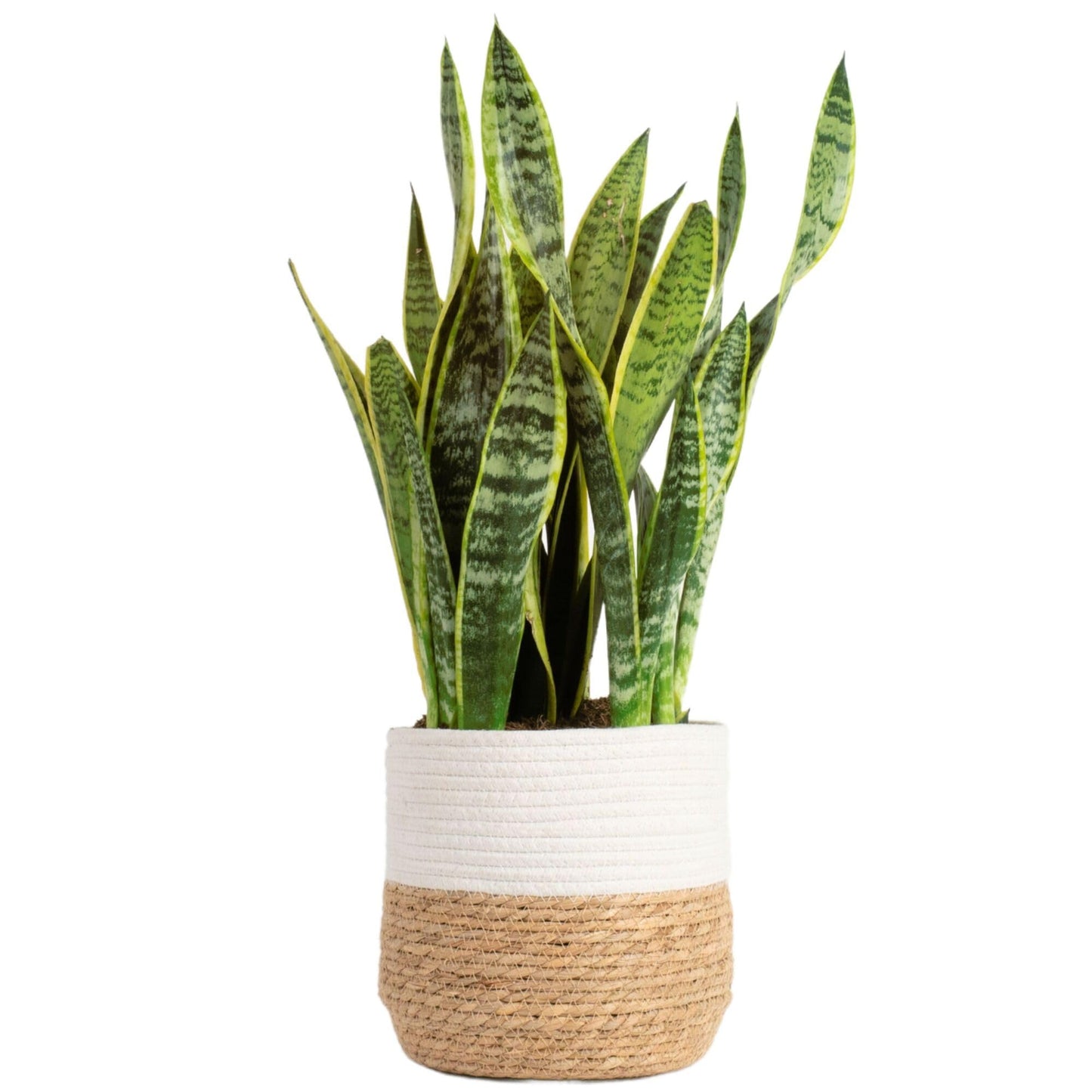 Costa Farms Premium Live Indoor Snake Sansevieria Floor Plant Shipped in Décor Planter, 2-Feet Tall, Grower's Choice, Green, Yellow