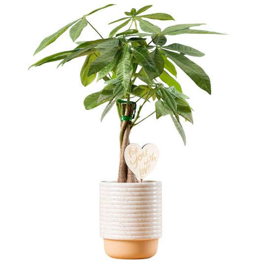 Costa Farms Money Tree Live Plant, Easy to Grow Houseplant Potted in Indoor Garden Pot, Pachira Bonsai in Potting Soil, Gift for Birthday, Housewarming, Thank You, Office and Home Decor, 3-4 Feet Tall