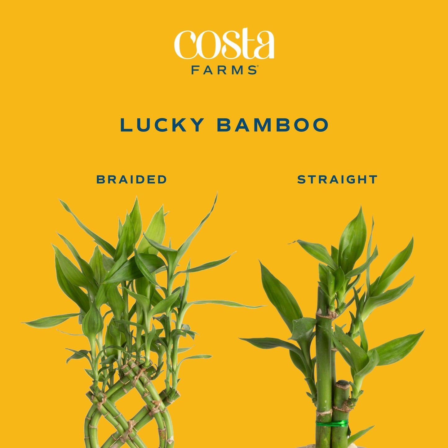 Costa Farms Lucky Bamboo Plant, Easy to Grow Live Houseplant in Indoor Bamboo Pot, Potting Mix, Grower's Choice 12-Inches Tall