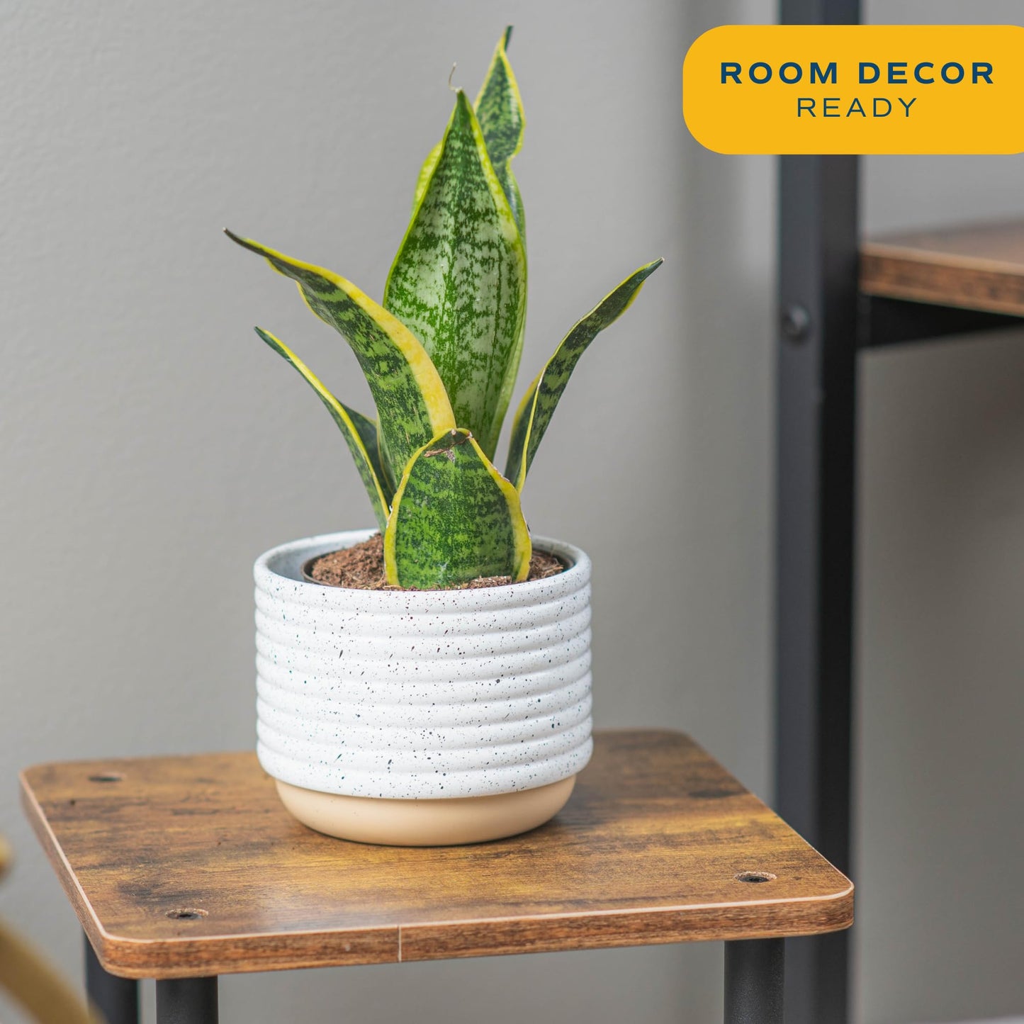 Costa Farms Premium Live Indoor Snake Sansevieria Floor Plant Shipped in Décor Planter, 2-Feet Tall, Grower's Choice, Green, Yellow