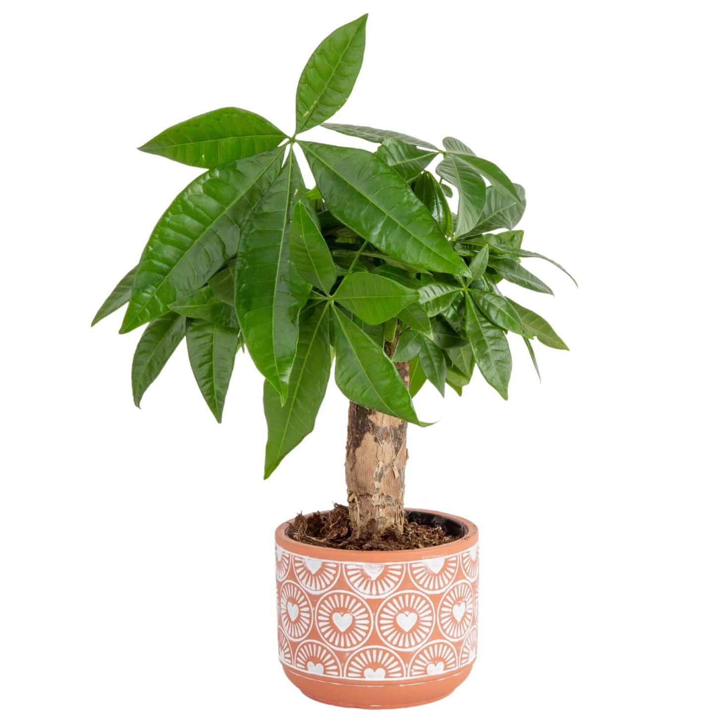 Costa Farms Money Tree Live Plant, Easy to Grow Houseplant Potted in Indoor Garden Pot, Pachira Bonsai in Potting Soil, Gift for Birthday, Housewarming, Thank You, Office and Home Decor, 3-4 Feet Tall