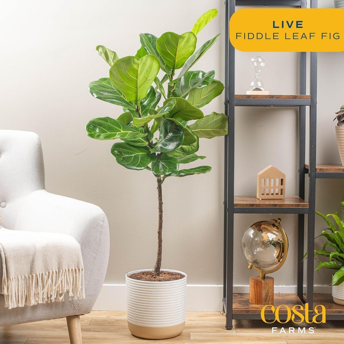Costa Farms Fiddle Leaf Fig Tree, Ficus Lyrata Live Indoor Plant Potted in Indoor Garden Plant Pot, Potting Soil, Floor Houseplant 3-4 Feet Tall