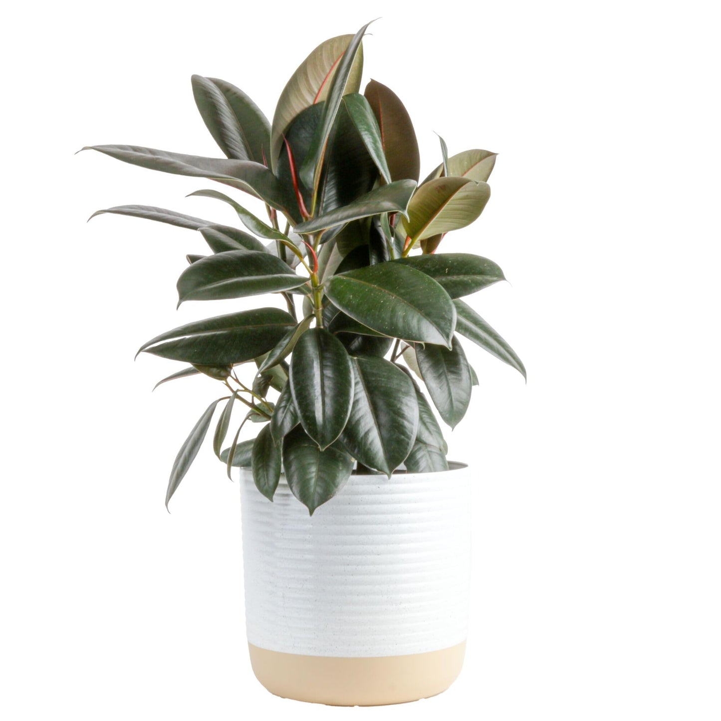 Costa Farms Little Fiddle Leaf Fig, Live Indoor Ficus Lyrata Plant in Indoors Garden Plant Pot, Houseplant in Potting Soil, Housewarming, Birthday Gift, Office, Home, and Room Decor, 1 Foot Tall