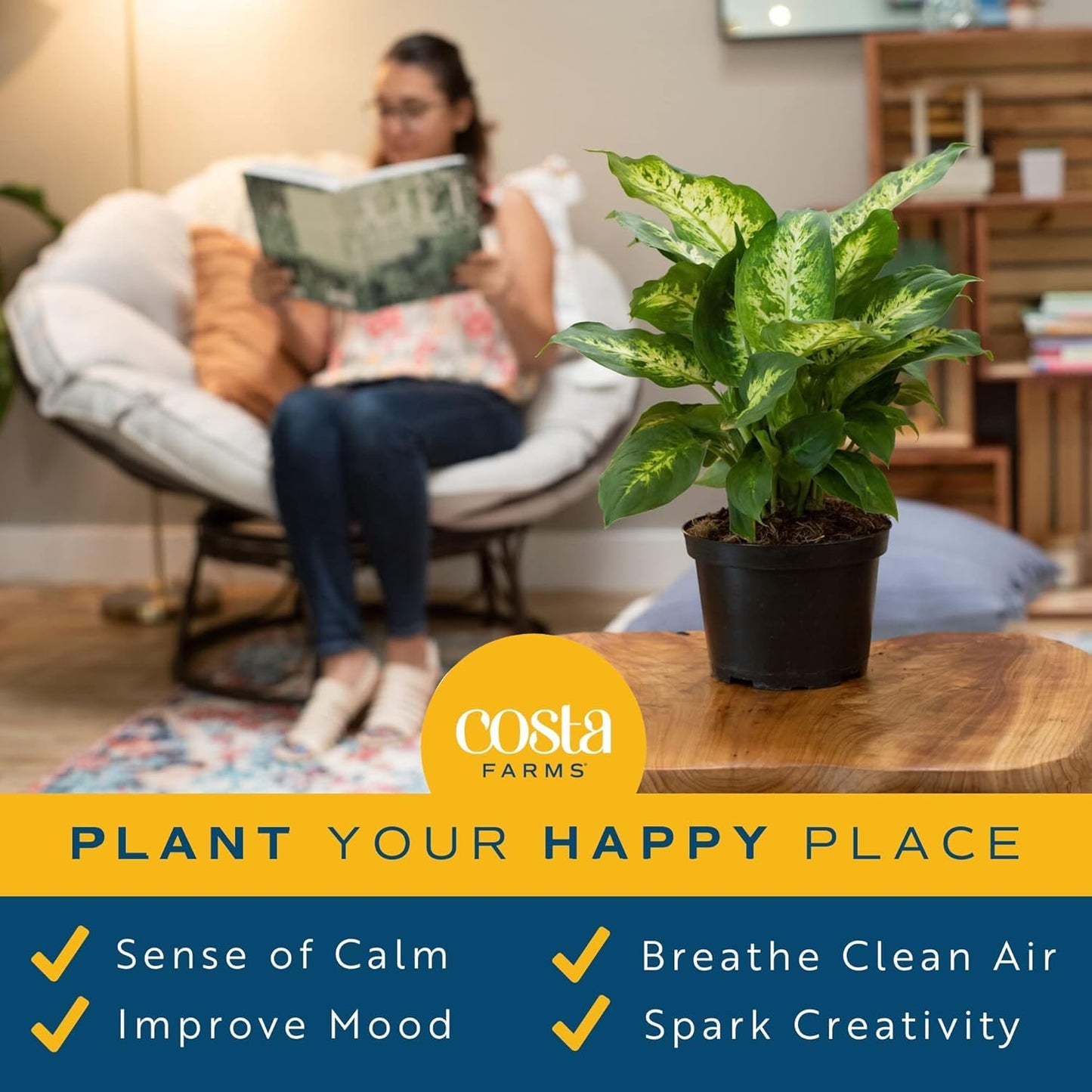 Costa Farms Dieffenbachia Live Plant Indoor, Easy Grow Light and Watering Houseplant, Potted in Indoors Garden Decor Plant Pot, Soil, Grower's Choice, Home and Office Plants Decor, 1 Foot Tall
