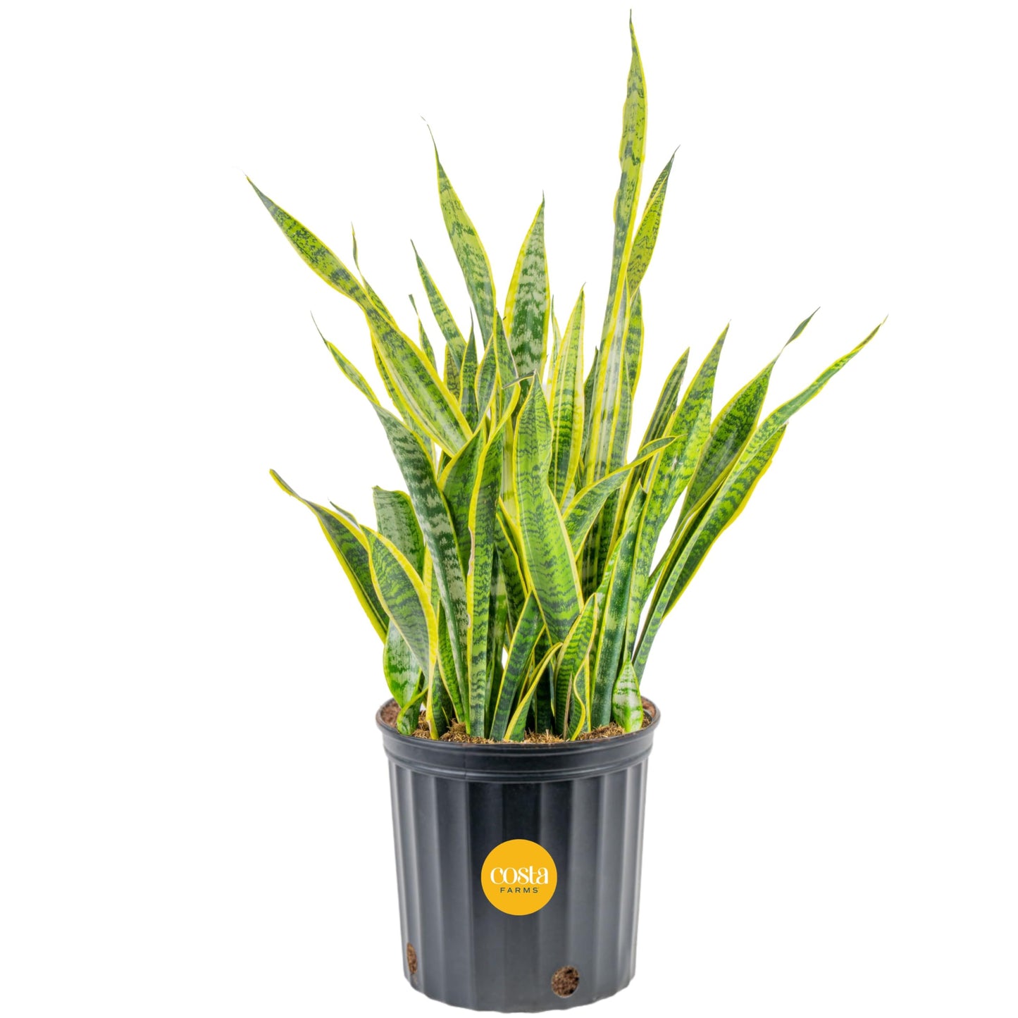 Costa Farms Premium Live Indoor Snake Sansevieria Floor Plant Shipped in Décor Planter, 2-Feet Tall, Grower's Choice, Green, Yellow
