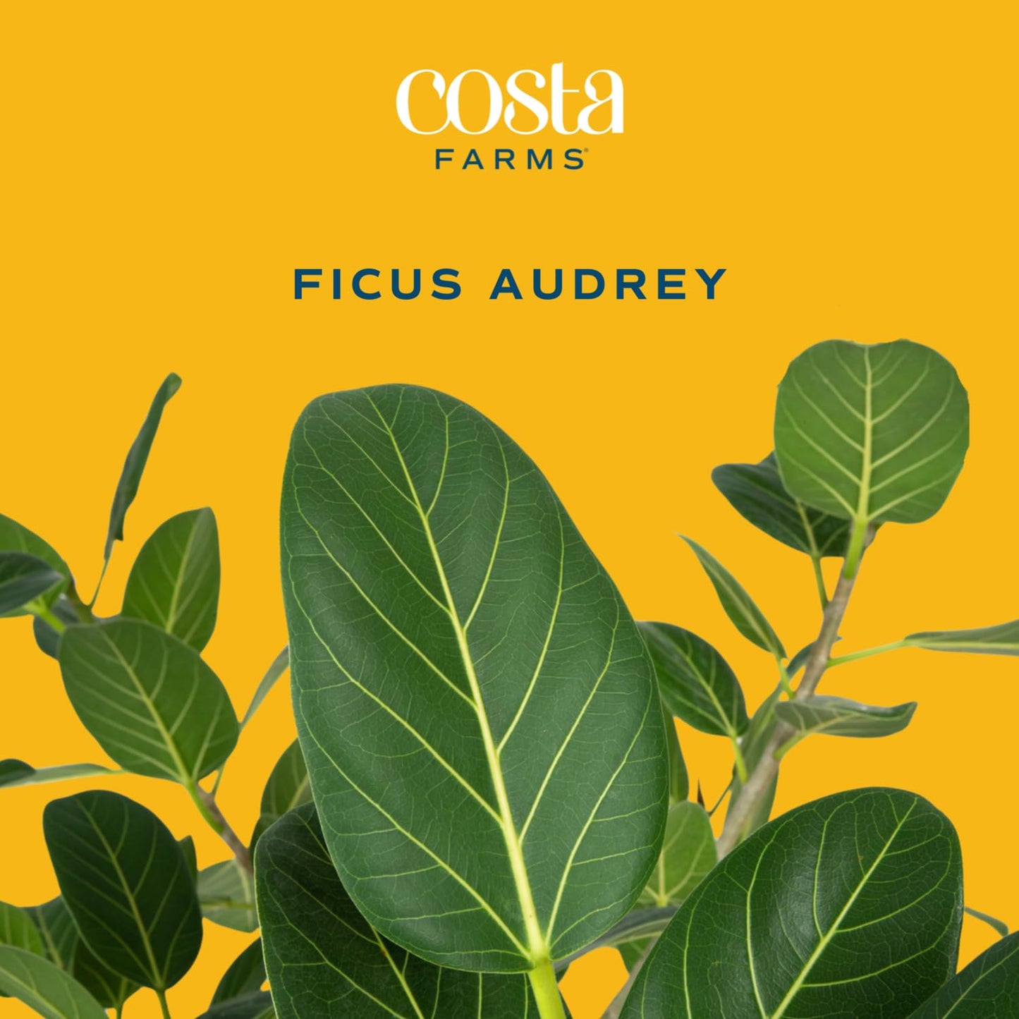 Costa Farms Little Fiddle Leaf Fig, Live Indoor Ficus Lyrata Plant in Indoors Garden Plant Pot, Houseplant in Potting Soil, Housewarming, Birthday Gift, Office, Home, and Room Decor, 1 Foot Tall