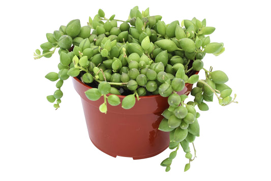 Live Succulent 4" Othonna Capensis Ruby Necklace, Succulents Plants Live, Succulent Plants Fully Rooted
