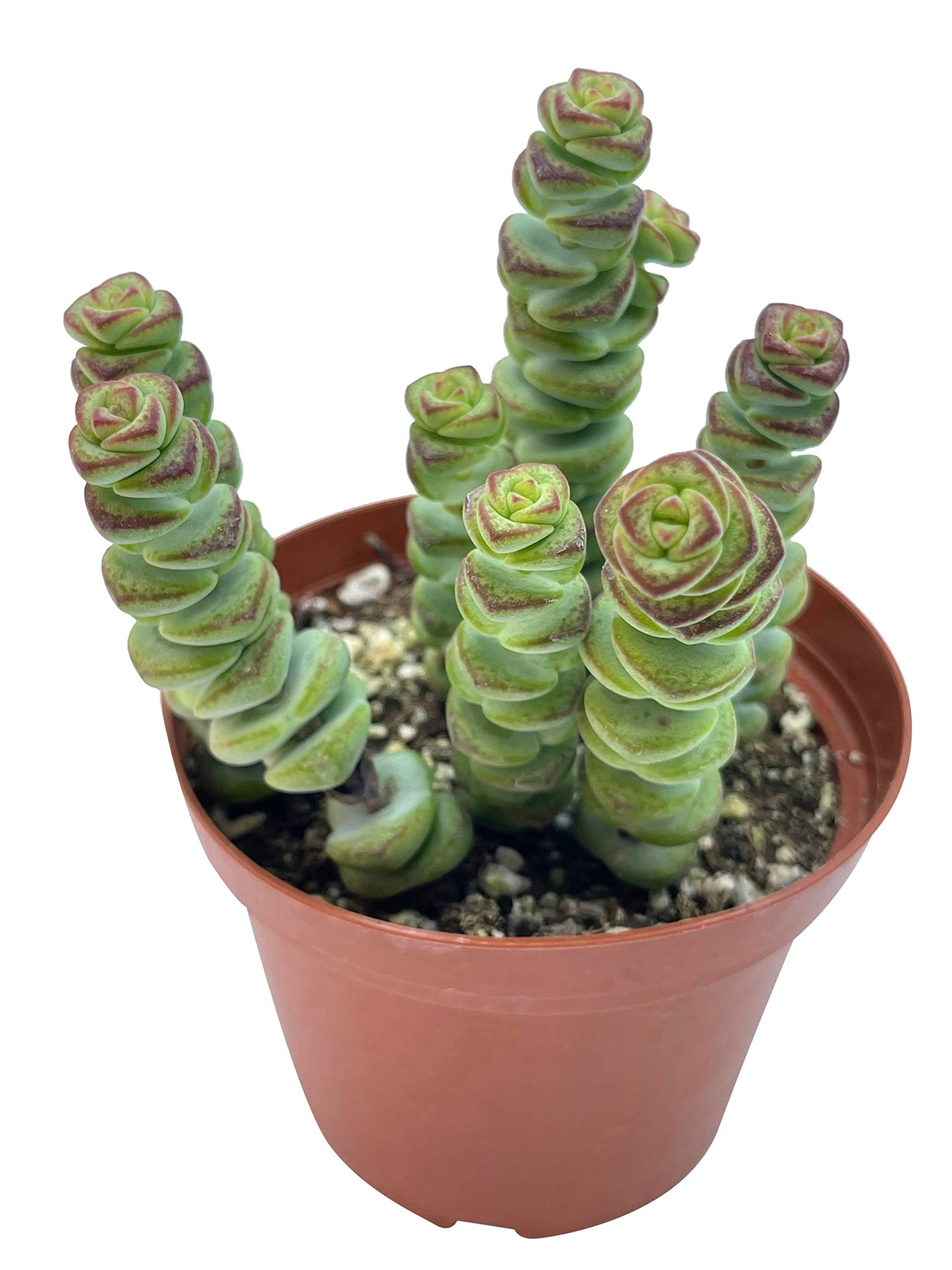 Live Succulent 4" Othonna Capensis Ruby Necklace, Succulents Plants Live, Succulent Plants Fully Rooted