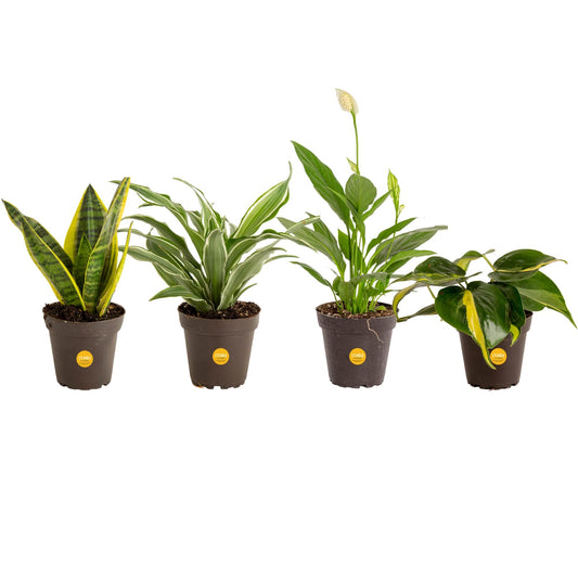 Costa Farms Live Plants (3 Pack), Easy to Grow Real Indoor Houseplants, Air Purifying Plants