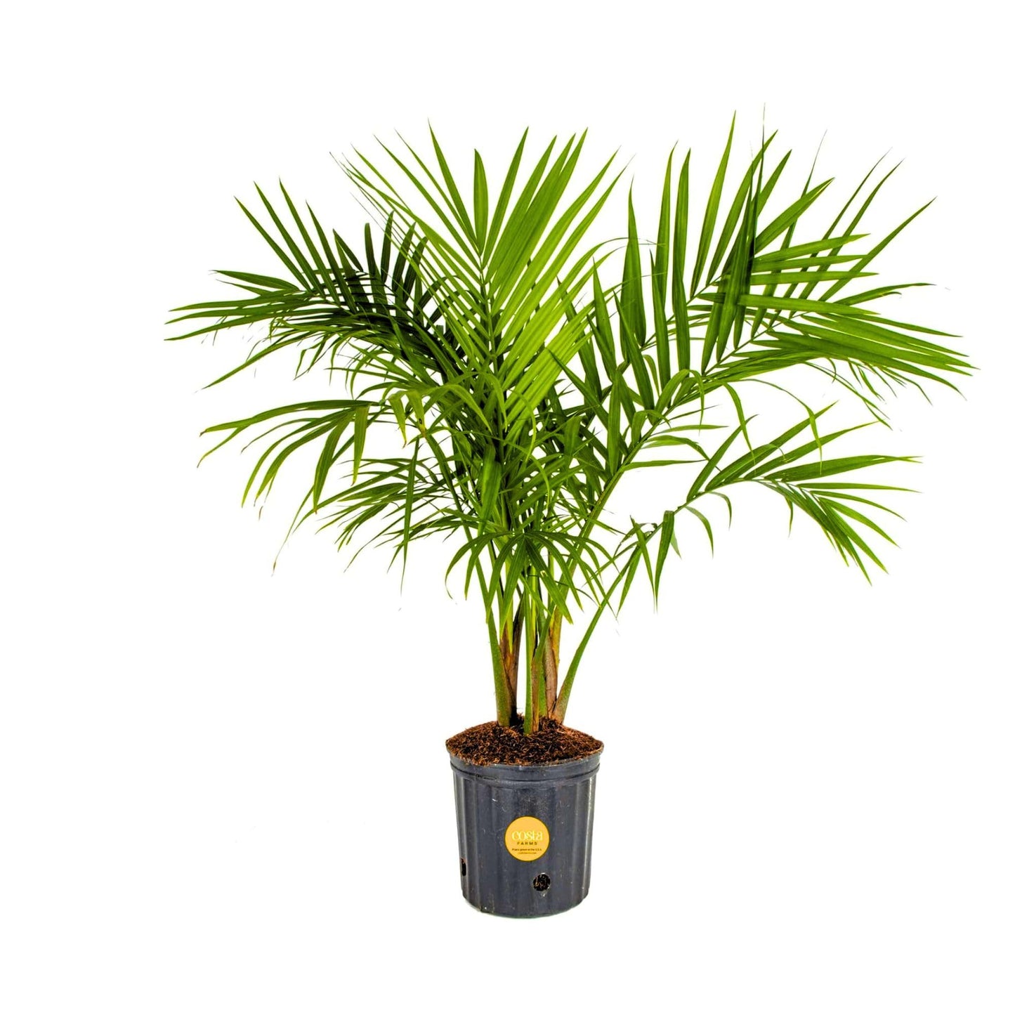 Costa Farms Cat Palm, Live Indoor Houseplant in Garden Plant Pot, Floor House Plant Potted in Potting Soil, Housewarming Gift for New Home, Living Room, Office, Patio Palm Tree Decor, 3-4 Feet Tall