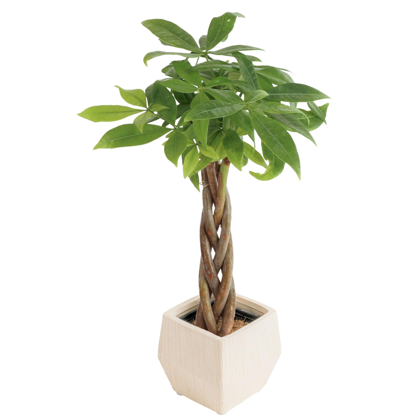 Costa Farms Money Tree Live Plant, Easy to Grow Houseplant Potted in Indoor Garden Pot, Pachira Bonsai in Potting Soil, Gift for Birthday, Housewarming, Thank You, Office and Home Decor, 3-4 Feet Tall