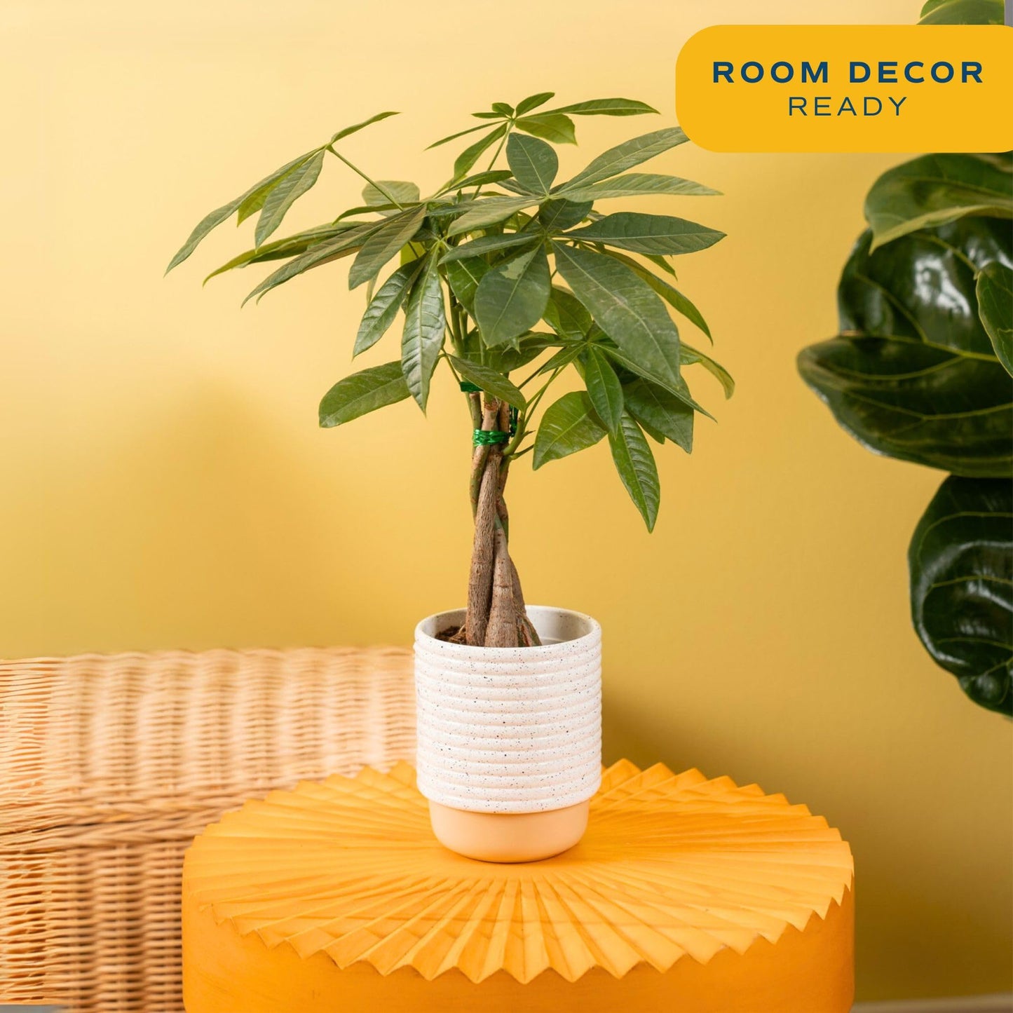 Costa Farms Money Tree Live Plant, Easy to Grow Houseplant Potted in Indoor Garden Pot, Pachira Bonsai in Potting Soil, Gift for Birthday, Housewarming, Thank You, Office and Home Decor, 3-4 Feet Tall