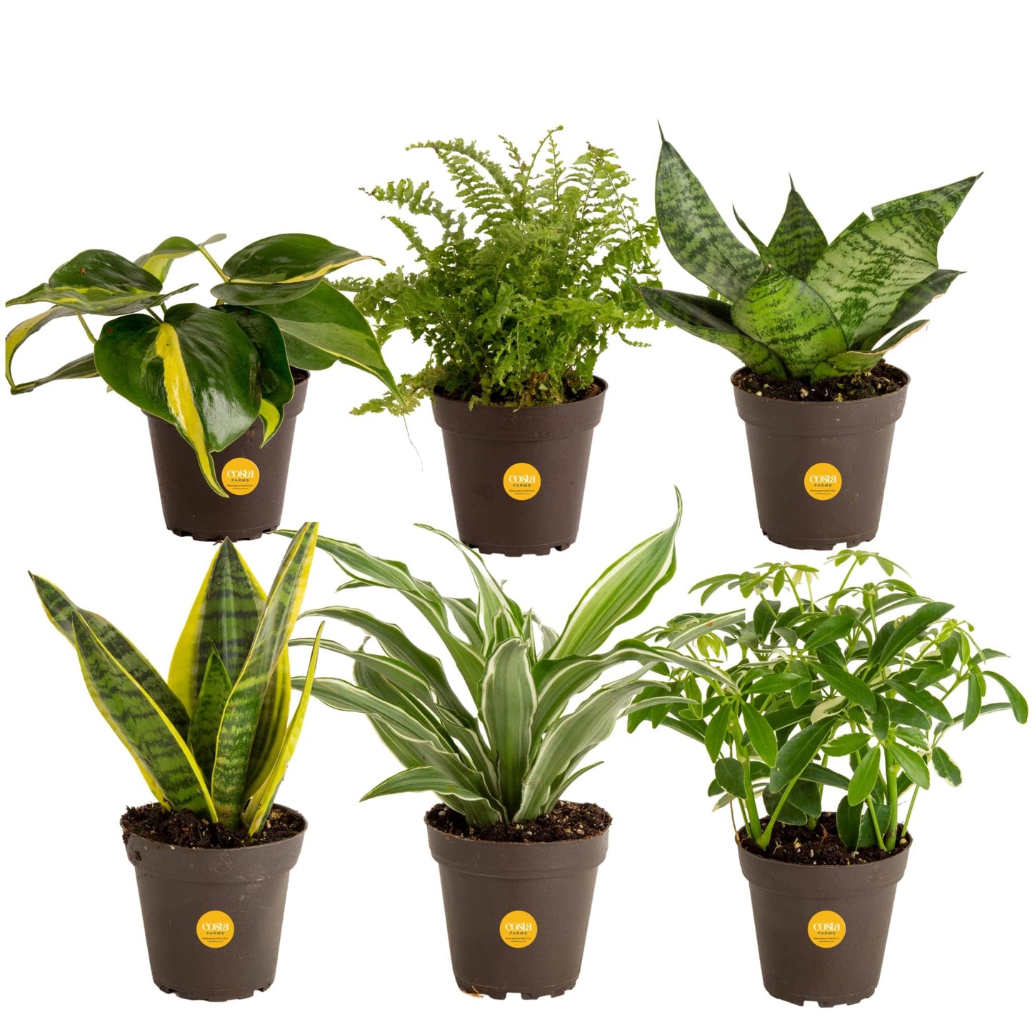 Costa Farms Live Plants (3 Pack), Easy to Grow Real Indoor Houseplants, Air Purifying Plants