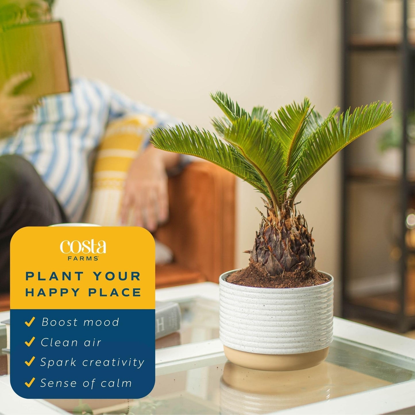 Costa Farms Cat Palm, Live Indoor Houseplant in Garden Plant Pot, Floor House Plant Potted in Potting Soil, Housewarming Gift for New Home, Living Room, Office, Patio Palm Tree Decor, 3-4 Feet Tall
