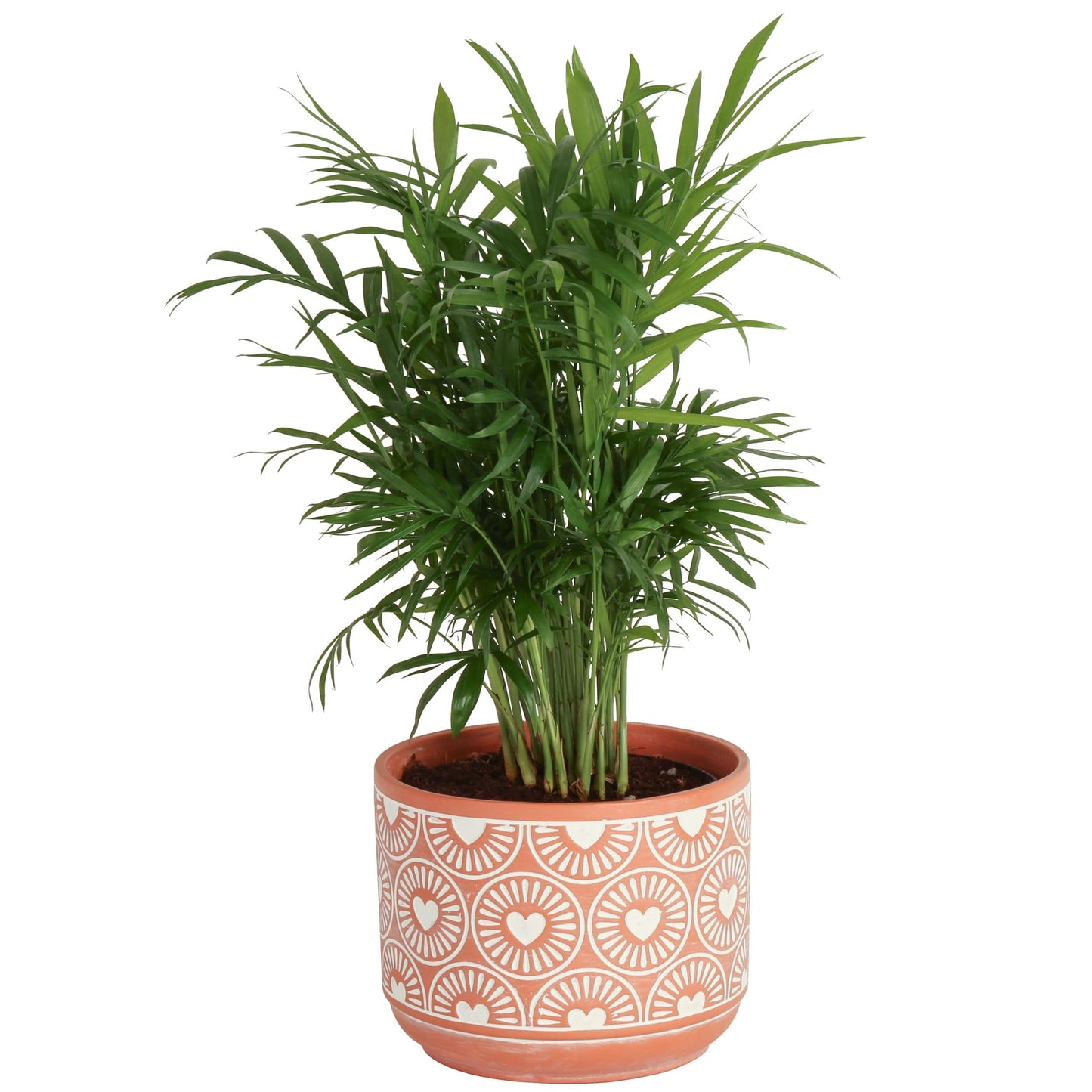 Costa Farms Cat Palm, Live Indoor Houseplant in Garden Plant Pot, Floor House Plant Potted in Potting Soil, Housewarming Gift for New Home, Living Room, Office, Patio Palm Tree Decor, 3-4 Feet Tall