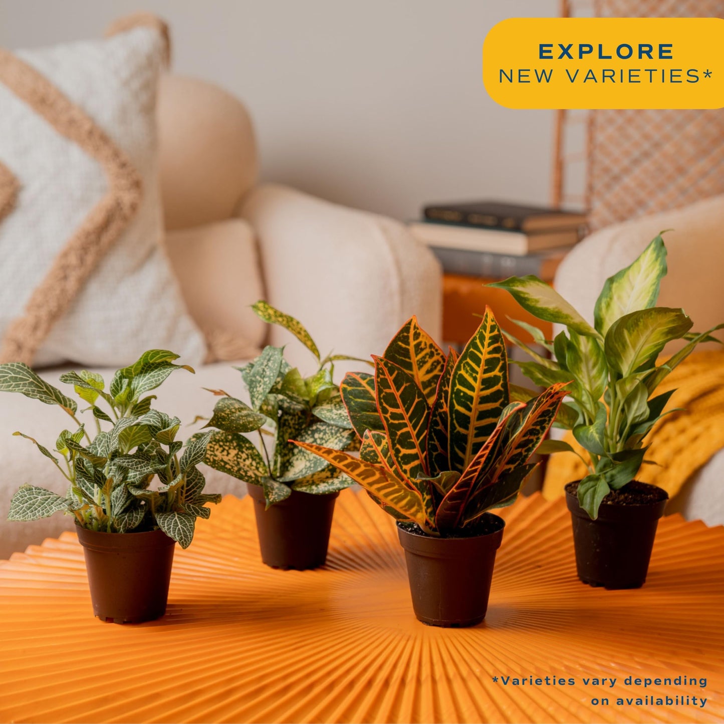 Costa Farms Live Plants (3 Pack), Easy to Grow Real Indoor Houseplants, Air Purifying Plants