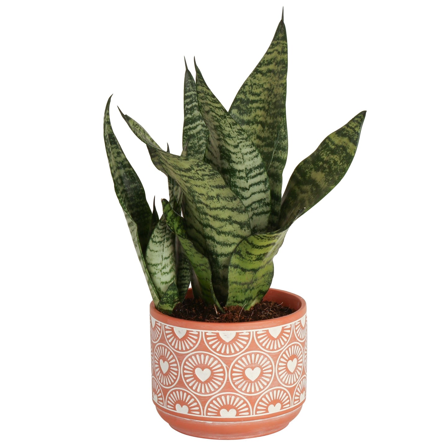 Costa Farms Premium Live Indoor Snake Sansevieria Floor Plant Shipped in Décor Planter, 2-Feet Tall, Grower's Choice, Green, Yellow