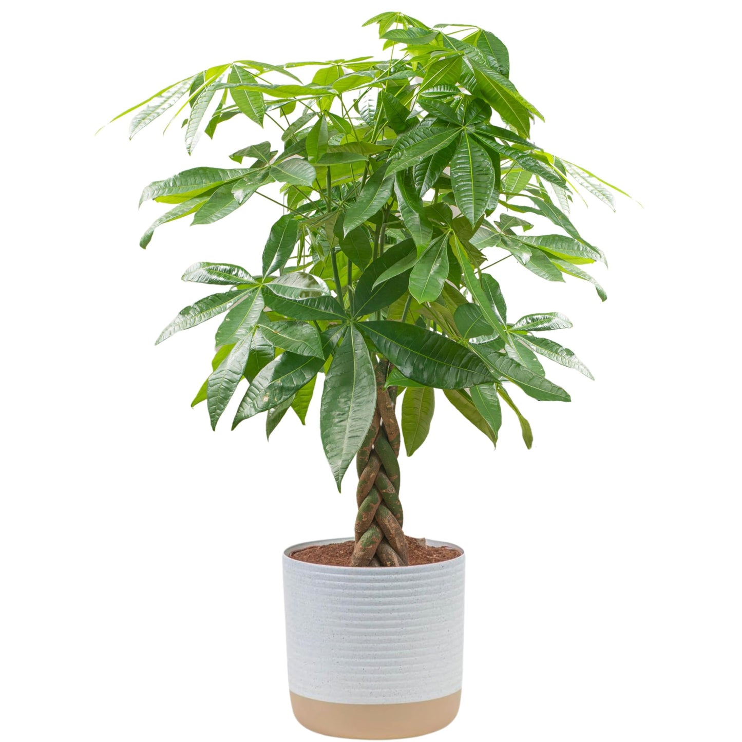 Costa Farms Money Tree Live Plant, Easy to Grow Houseplant Potted in Indoor Garden Pot, Pachira Bonsai in Potting Soil, Gift for Birthday, Housewarming, Thank You, Office and Home Decor, 3-4 Feet Tall