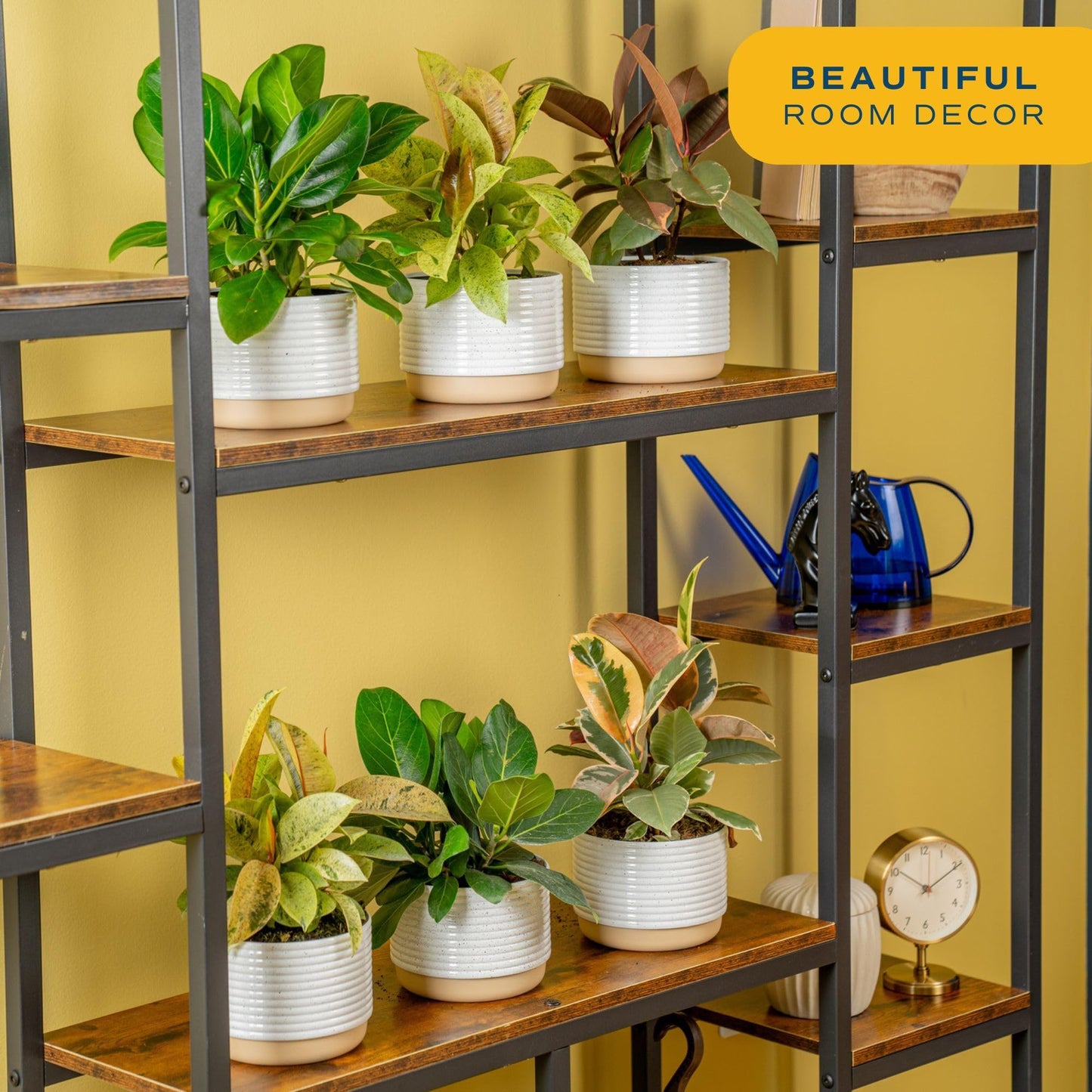 Costa Farms Little Fiddle Leaf Fig, Live Indoor Ficus Lyrata Plant in Indoors Garden Plant Pot, Houseplant in Potting Soil, Housewarming, Birthday Gift, Office, Home, and Room Decor, 1 Foot Tall