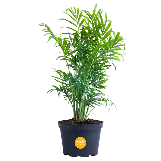 Costa Farms Cat Palm, Live Indoor Houseplant in Garden Plant Pot, Floor House Plant Potted in Potting Soil, Housewarming Gift for New Home, Living Room, Office, Patio Palm Tree Decor, 3-4 Feet Tall