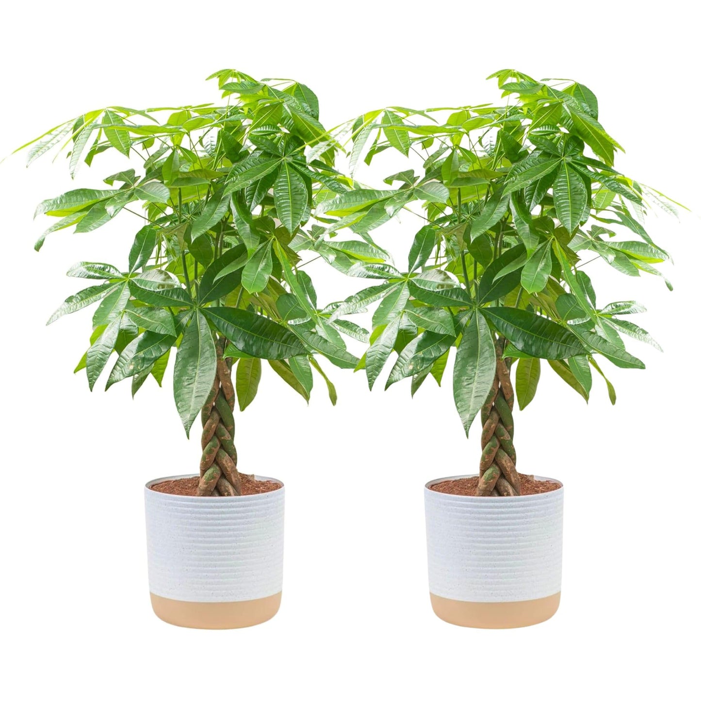 Costa Farms Money Tree Live Plant, Easy to Grow Houseplant Potted in Indoor Garden Pot, Pachira Bonsai in Potting Soil, Gift for Birthday, Housewarming, Thank You, Office and Home Decor, 3-4 Feet Tall