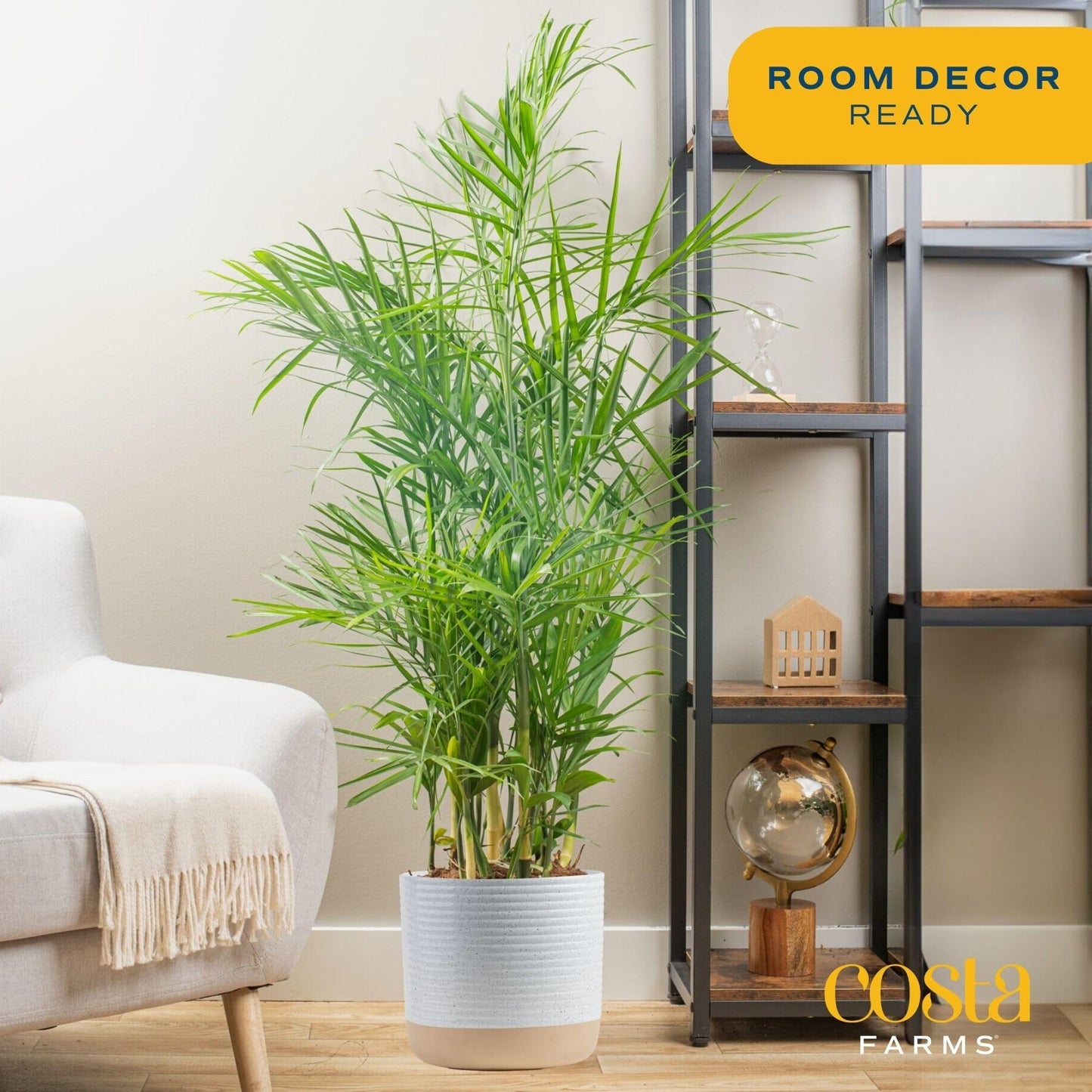 Costa Farms Cat Palm, Live Indoor Houseplant in Garden Plant Pot, Floor House Plant Potted in Potting Soil, Housewarming Gift for New Home, Living Room, Office, Patio Palm Tree Decor, 3-4 Feet Tall