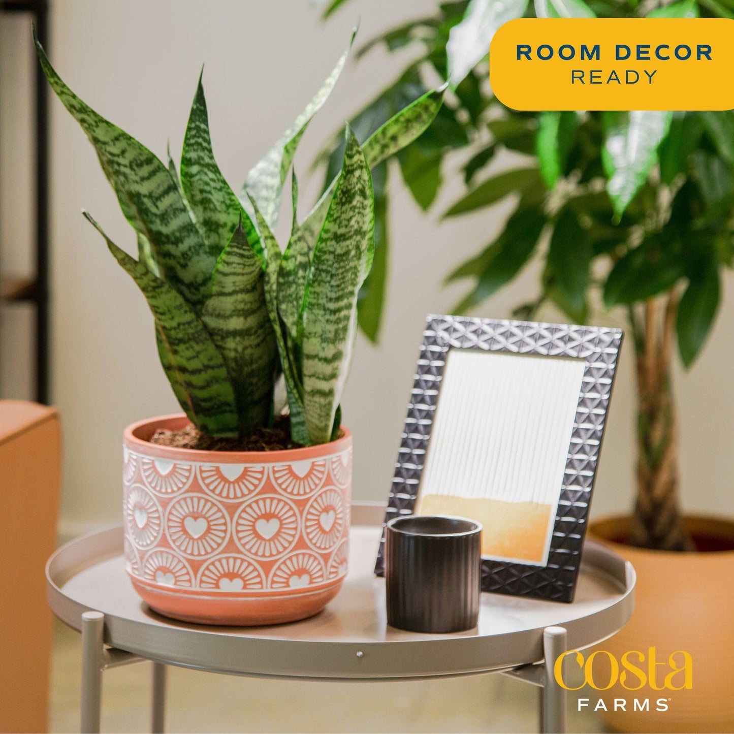 Costa Farms Premium Live Indoor Snake Sansevieria Floor Plant Shipped in Décor Planter, 2-Feet Tall, Grower's Choice, Green, Yellow